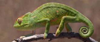 African chameleon