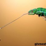 Chameleon-animal-lifestyle-and-habitat-of-chameleon-9