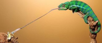 Chameleon-animal-lifestyle-and-habitat-of-chameleon-9