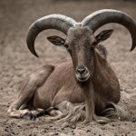 Characteristics of the mountain sheep