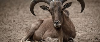 Characteristics of the mountain sheep