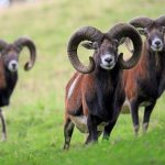 Characteristics of the Mouflon mountain sheep