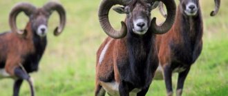 Characteristics of the Mouflon mountain sheep