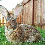 Characteristics of a rabbit