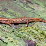 salamander characteristics