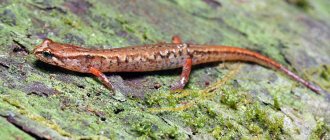 salamander characteristics