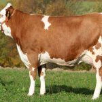 Characteristics of the Simmental breed of cows