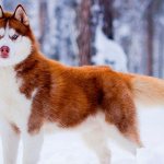 Brown Husky Photo