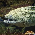 predatory moray eel