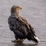 Birds-of-prey-Names-description-classification-and-photos-of-birds-of-prey-37