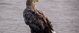 Birds-of-prey-Names-description-classification-and-photos-of-birds-of-prey-37