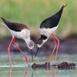 Stilt-bird-Description-features-species-lifestyle-and-habitat-of-the-stilt-7