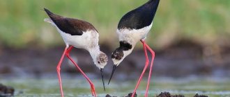 Stilt-bird-Description-features-species-lifestyle-and-habitat-of-the-stilt-7