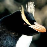 crested penguins