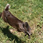 Tufted deer