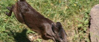 Tufted deer