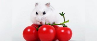 Hamster and tomatoes