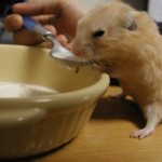 Hamster drinks milk