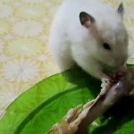 hamster eats chicken