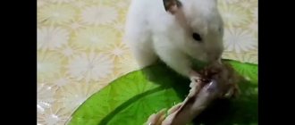 hamster eats chicken