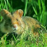 Hamster in the grass