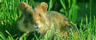 Hamster in the grass