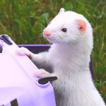 domestic ferret