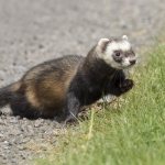 Ferret Steppe