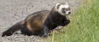 Ferret Steppe