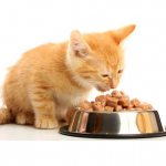 Good food will help your kitten grow up healthy and strong.