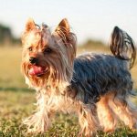 Yorkshire Terrier