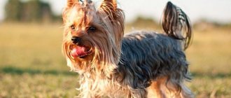 Yorkshire Terrier