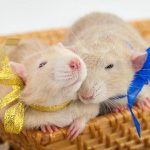 Names for rats, girls and boys: how to name a rodent (help in choosing a nickname)