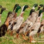 “Indian runners” (pictured) are ducks with a very recognizable specific appearance