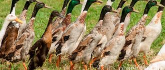 “Indian runners” (pictured) are ducks with a very recognizable specific appearance