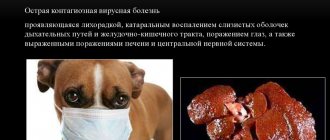 Infectious hepatitis in dogs