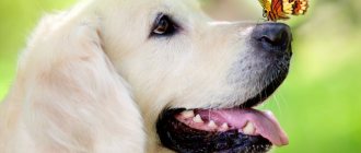 Stroke in a dog: symptoms, first signs and treatment at home