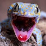 Interesting things about lizards