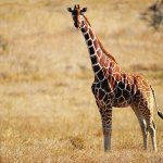 Interesting facts about the giraffe