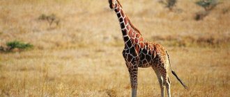 Interesting facts about the giraffe