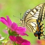 Interesting facts about butterflies