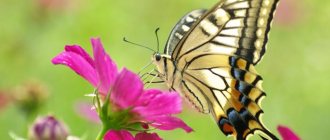 Interesting facts about butterflies