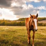 Interesting facts about horses