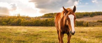 Interesting facts about horses