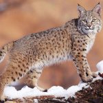 Interesting facts about lynx