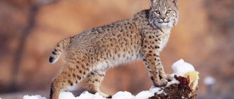 Interesting facts about lynx