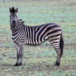 Interesting facts about zebras