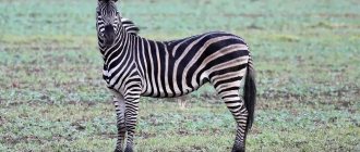 Interesting facts about zebras