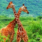 Interesting facts about giraffes