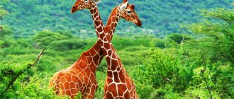 Interesting facts about giraffes